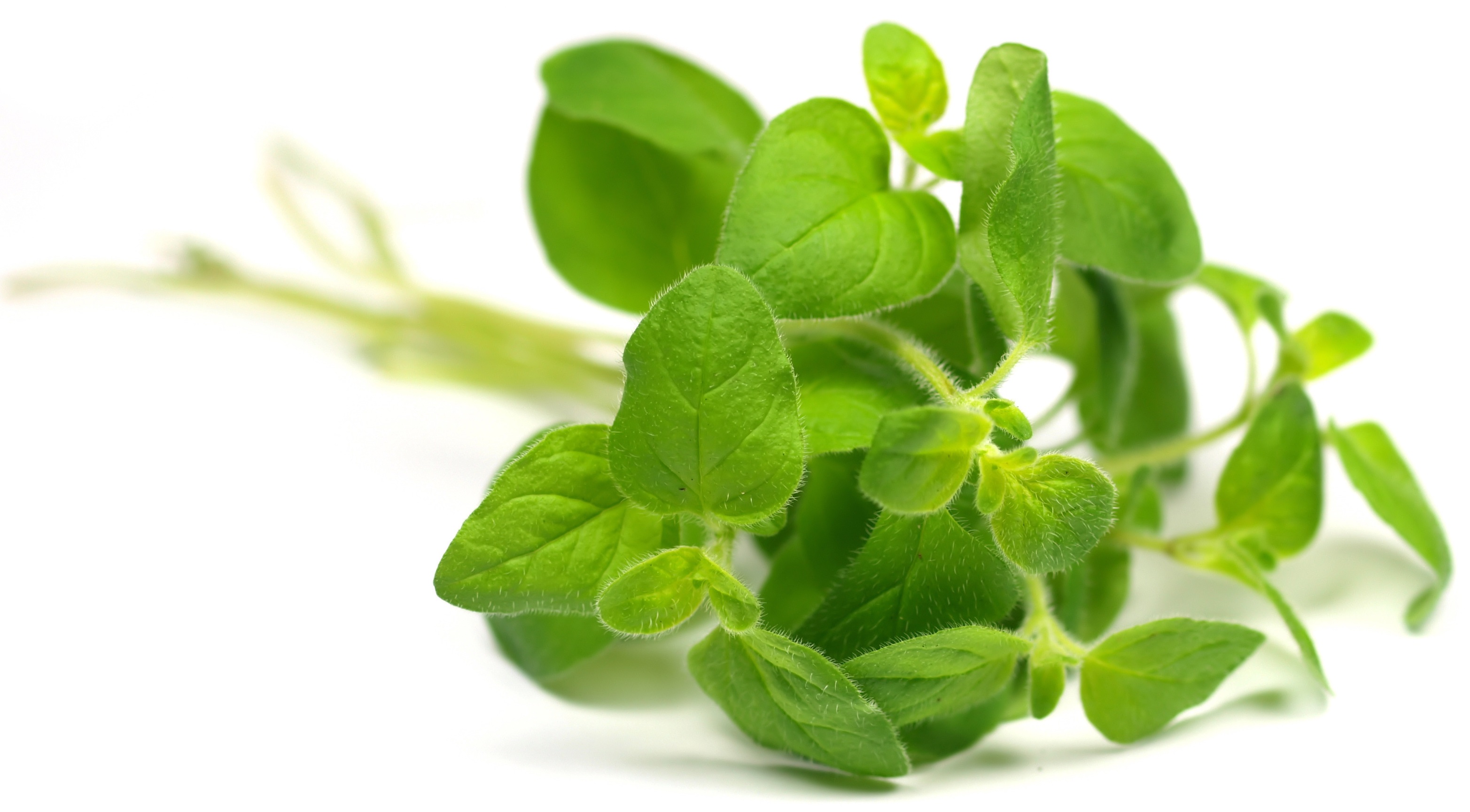 aromaticscience-oregano-essential-oil-as-an-antimicrobial-additive